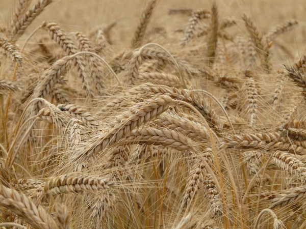 wheat-8762_1280
